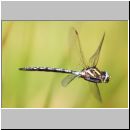 Aeshna juncea - Torf-Mosaikjungfer m04b - Hellern-Wiese-Tuempel.jpg